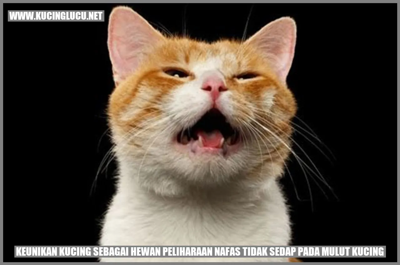 Kucing dengan wajah lucu