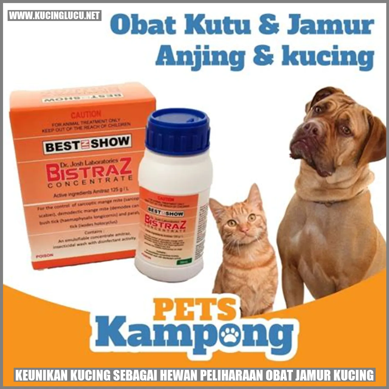 Kucing Lucu