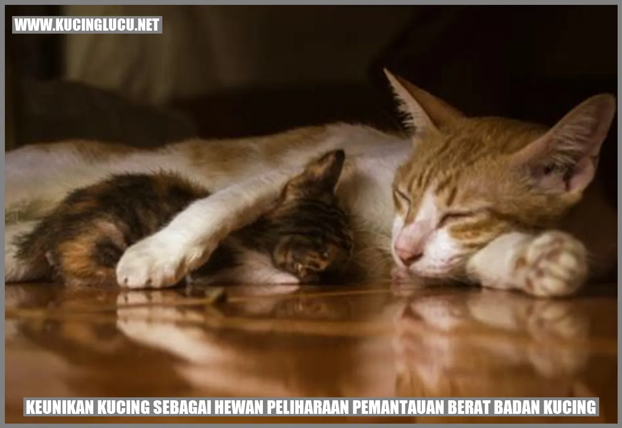 Kucing Gemuk dan Kurus