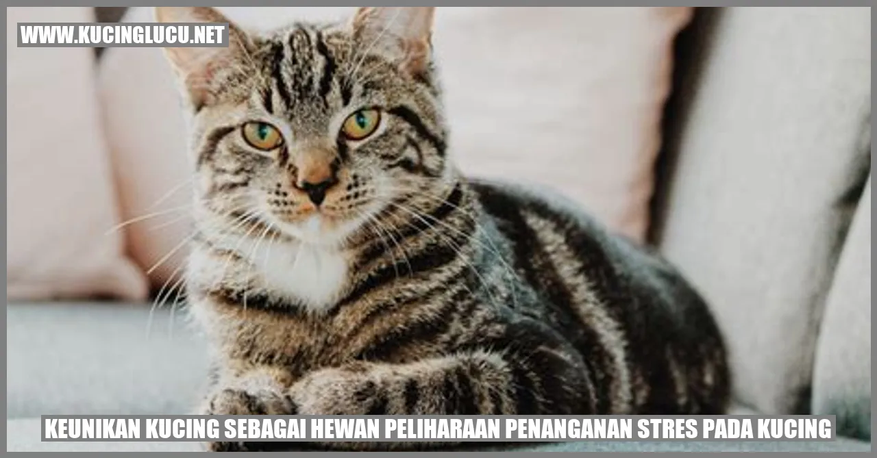 Kucing Spesial