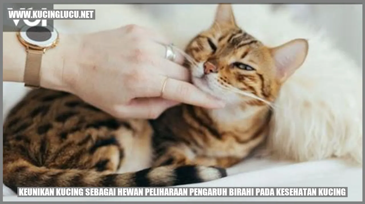 Kucing Lucu