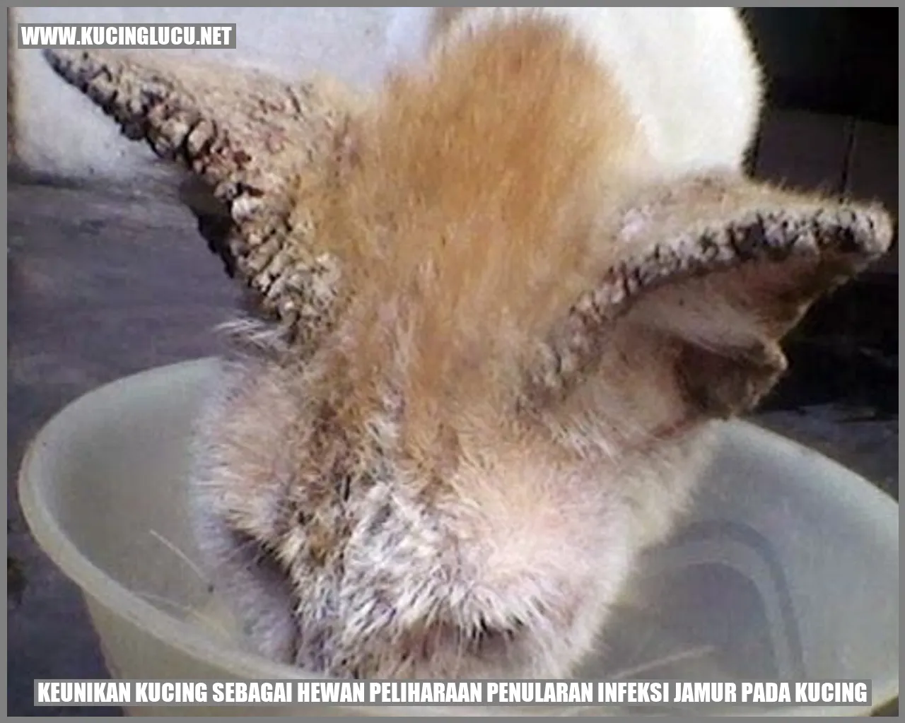 Kucing