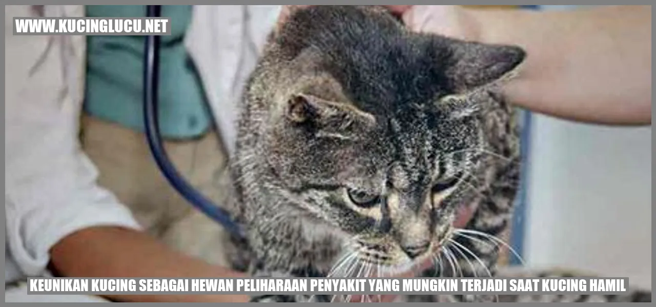 Gambar Kucing