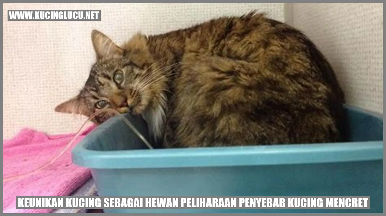 Kucing yang menggemaskan