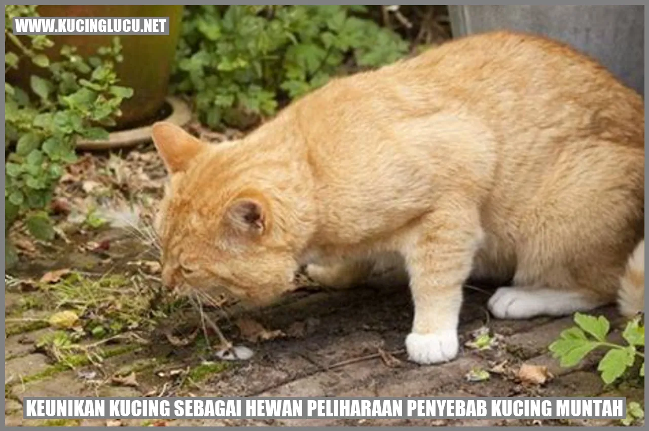 Keunikan Kucing