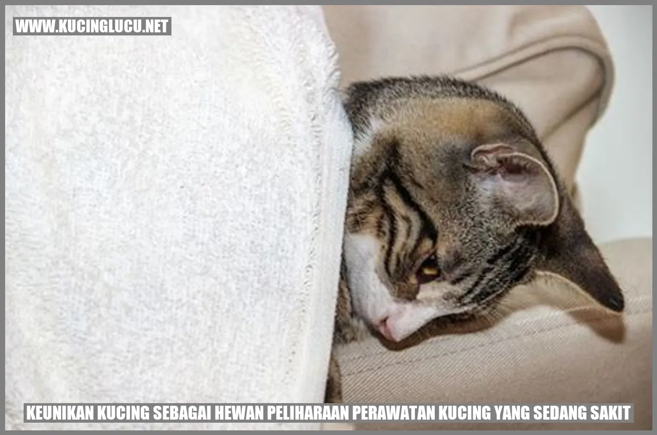 gambar kucing sedang sakit
