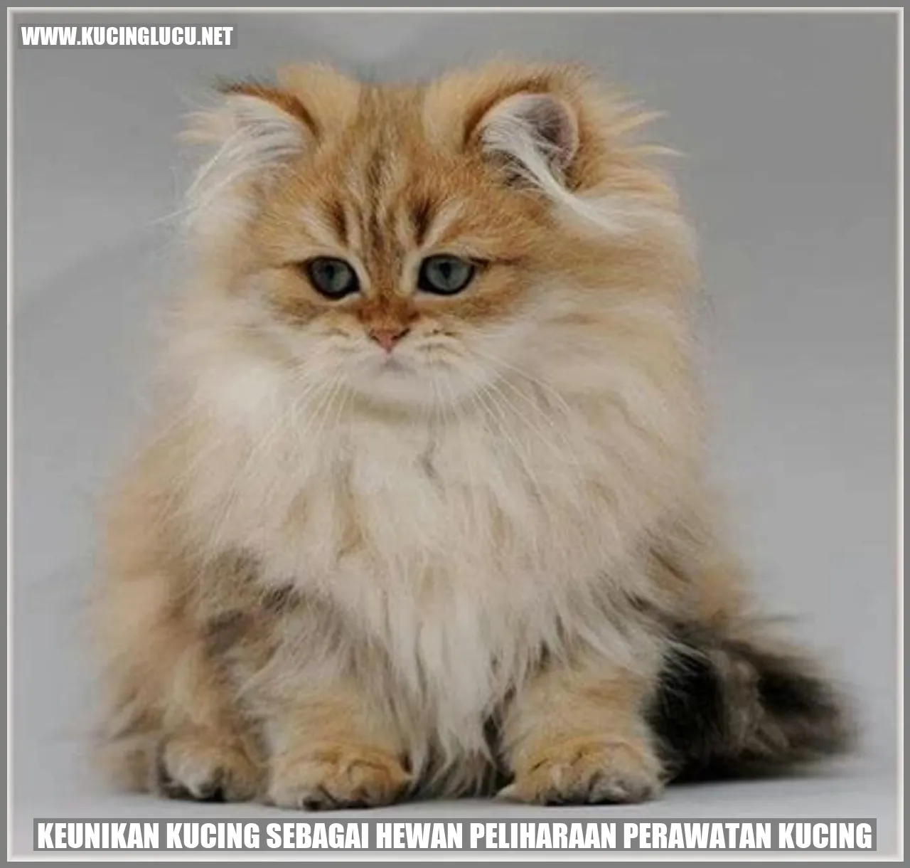 Keistimewaan Kucing sebagai Hewan Penyayang