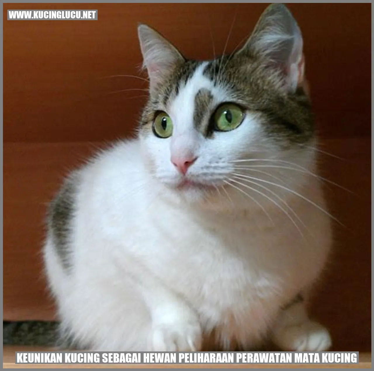 Kucing dengan Matanya yang Indah