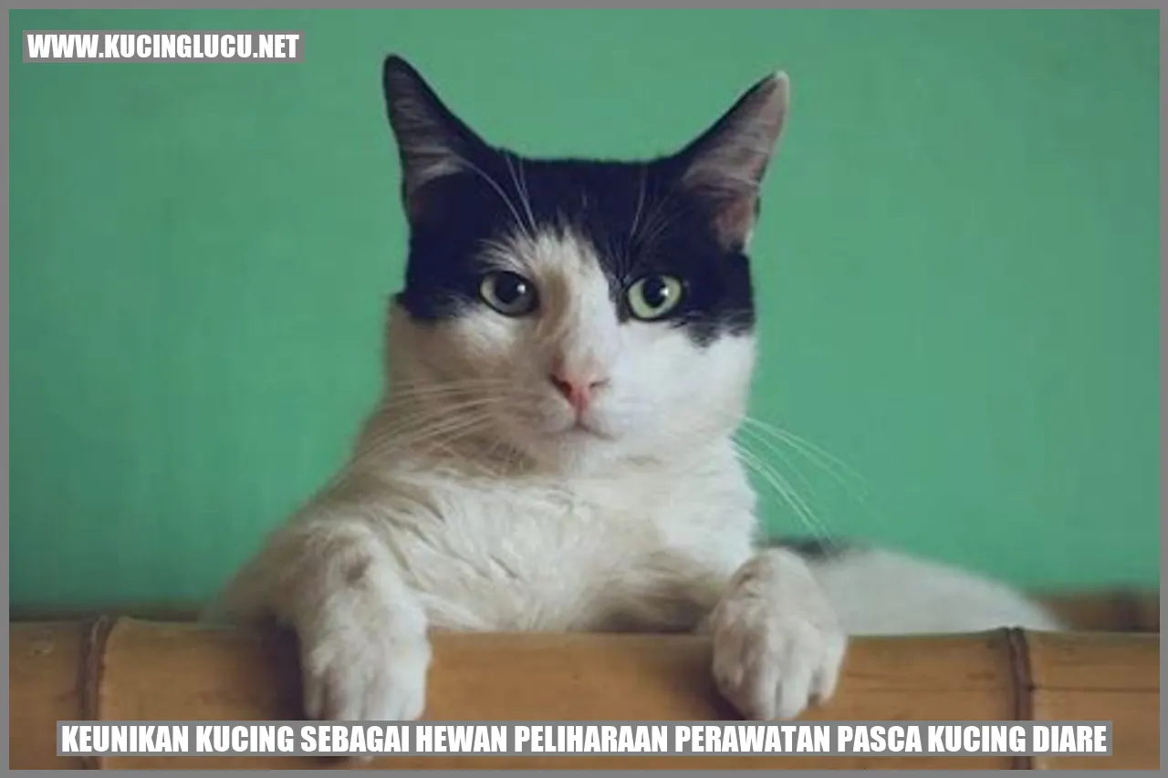 Keunikan Kucing sebagai Hewan Peliharaan perawatan pasca kucing diare