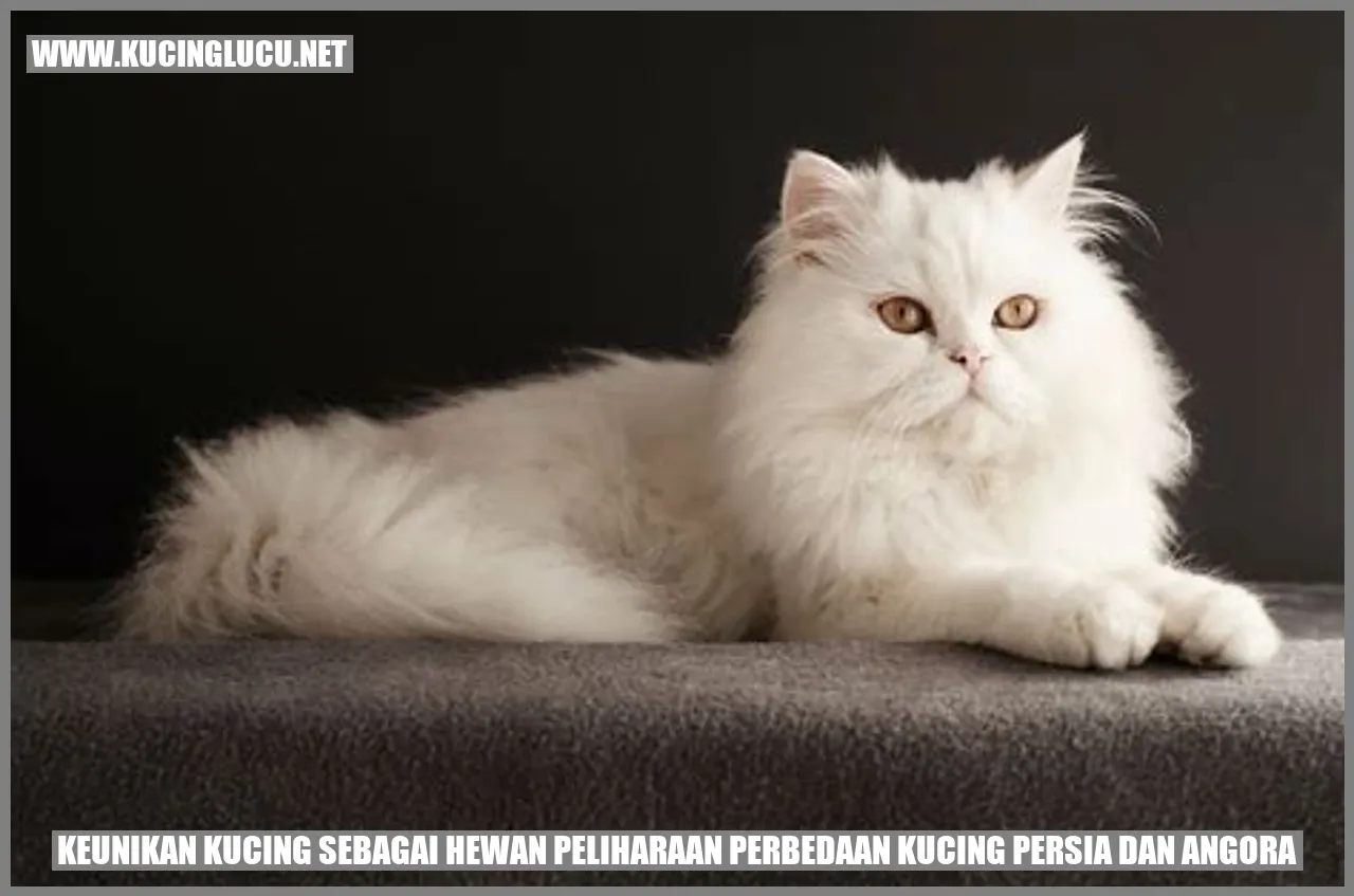 Kucing Persia dan Angora