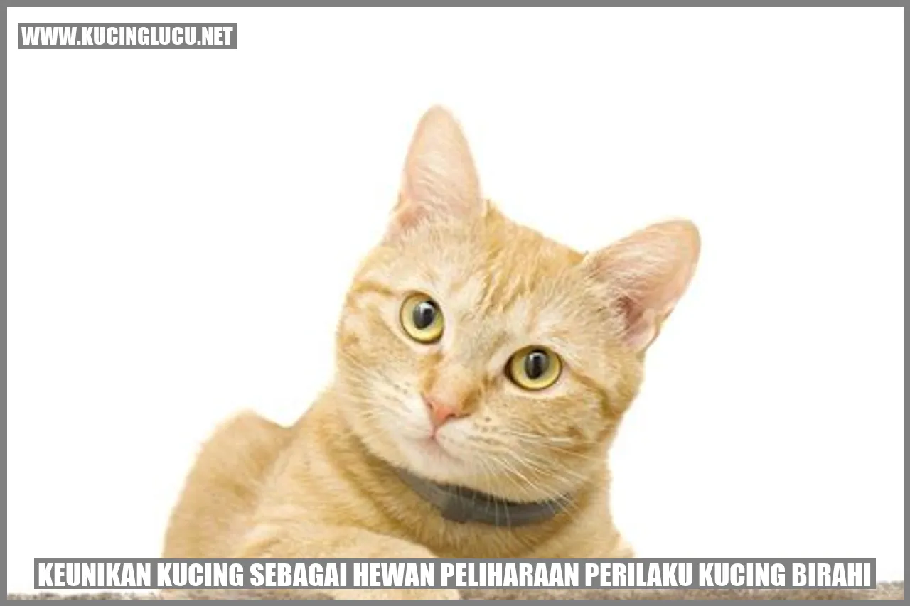 Perilaku Kucing Birahi