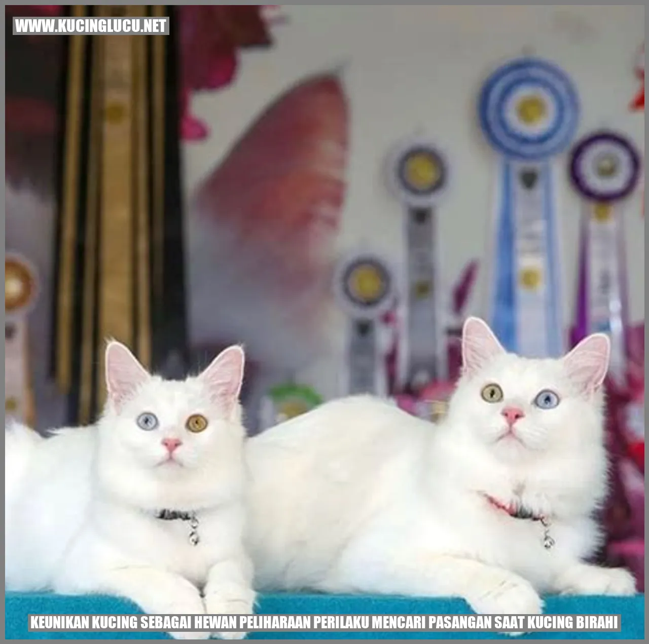 Keunikan Kucing sebagai Hewan Peliharaan