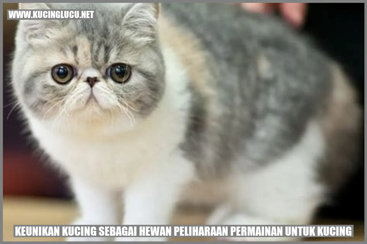 Kucing Mainan