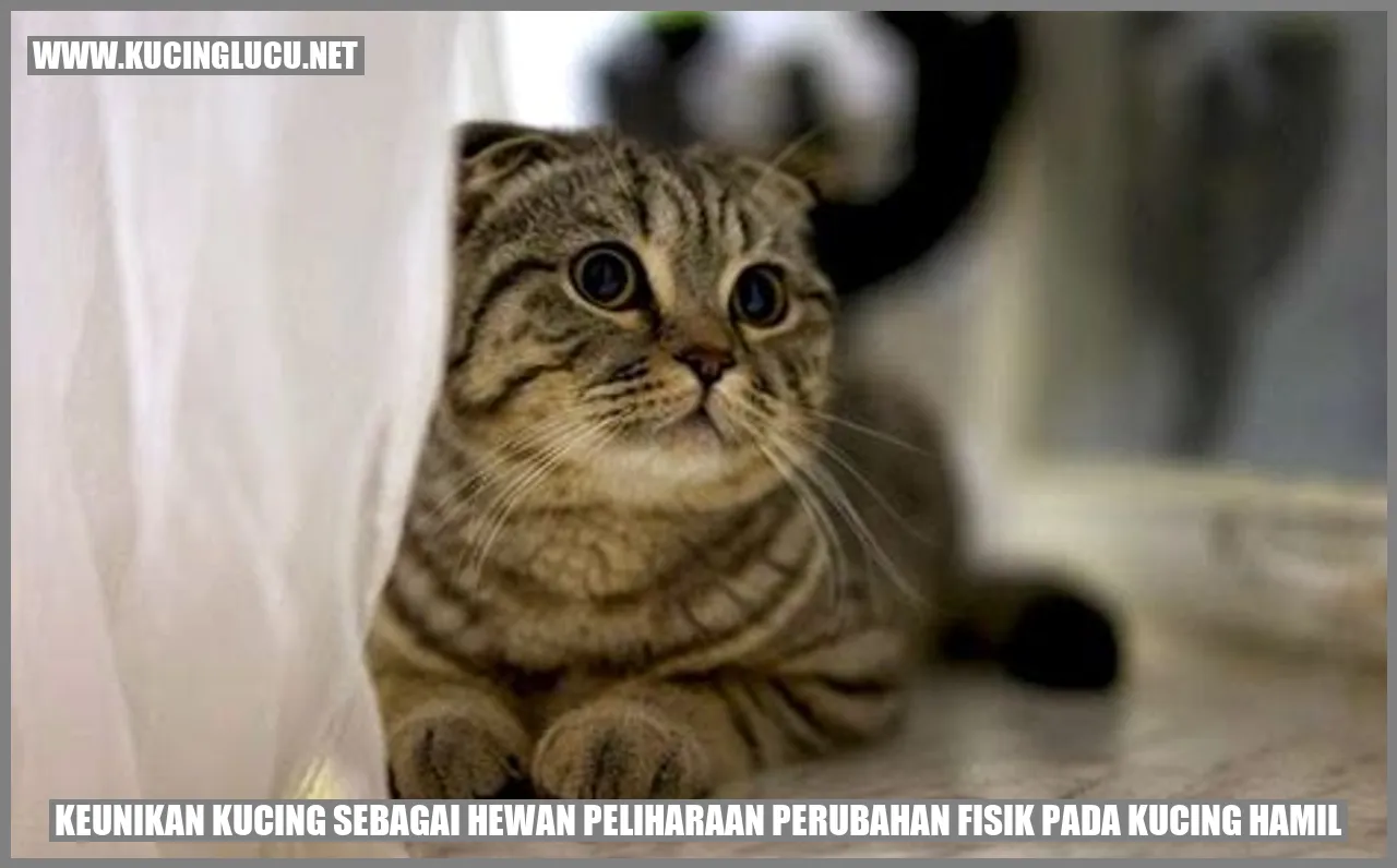 Keunikan Kucing sebagai Hewan Peliharaan perubahan fisik pada kucing hamil