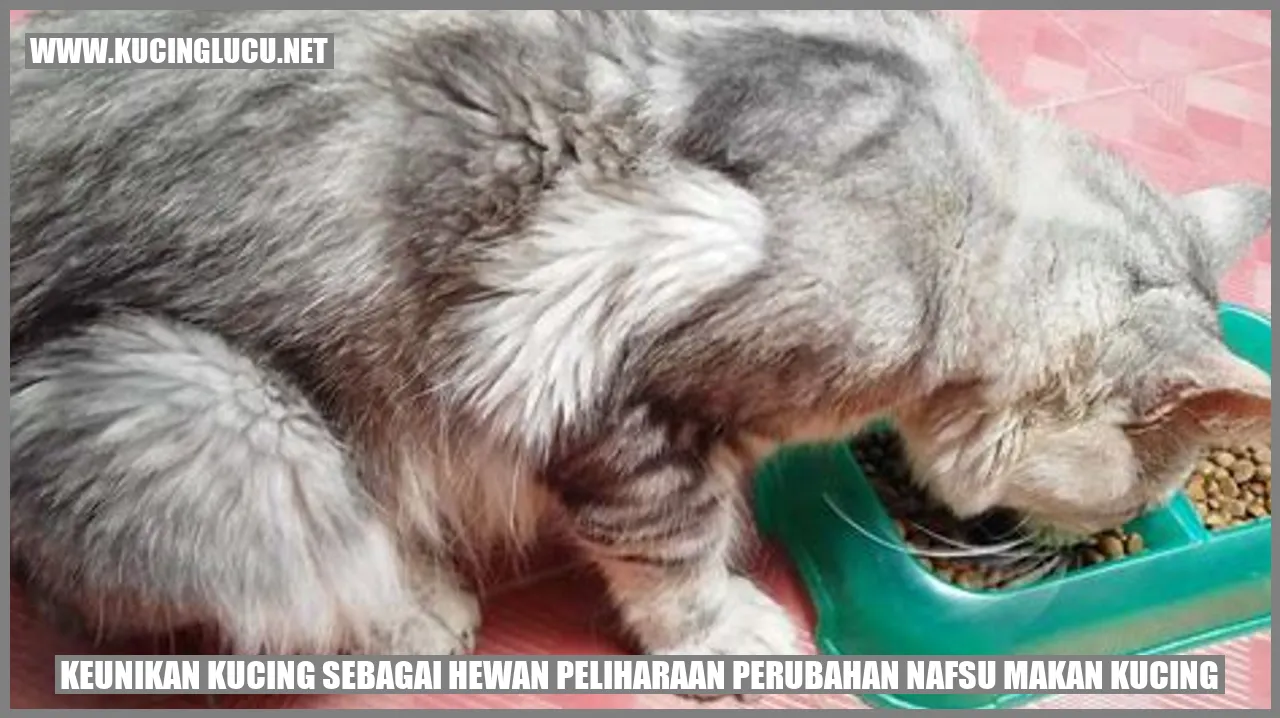 Kucing Lucu