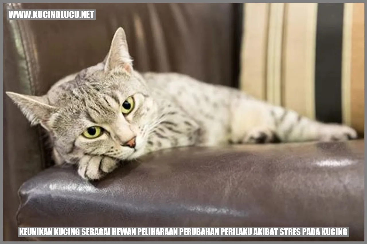 Gambar keistimewaan kucing