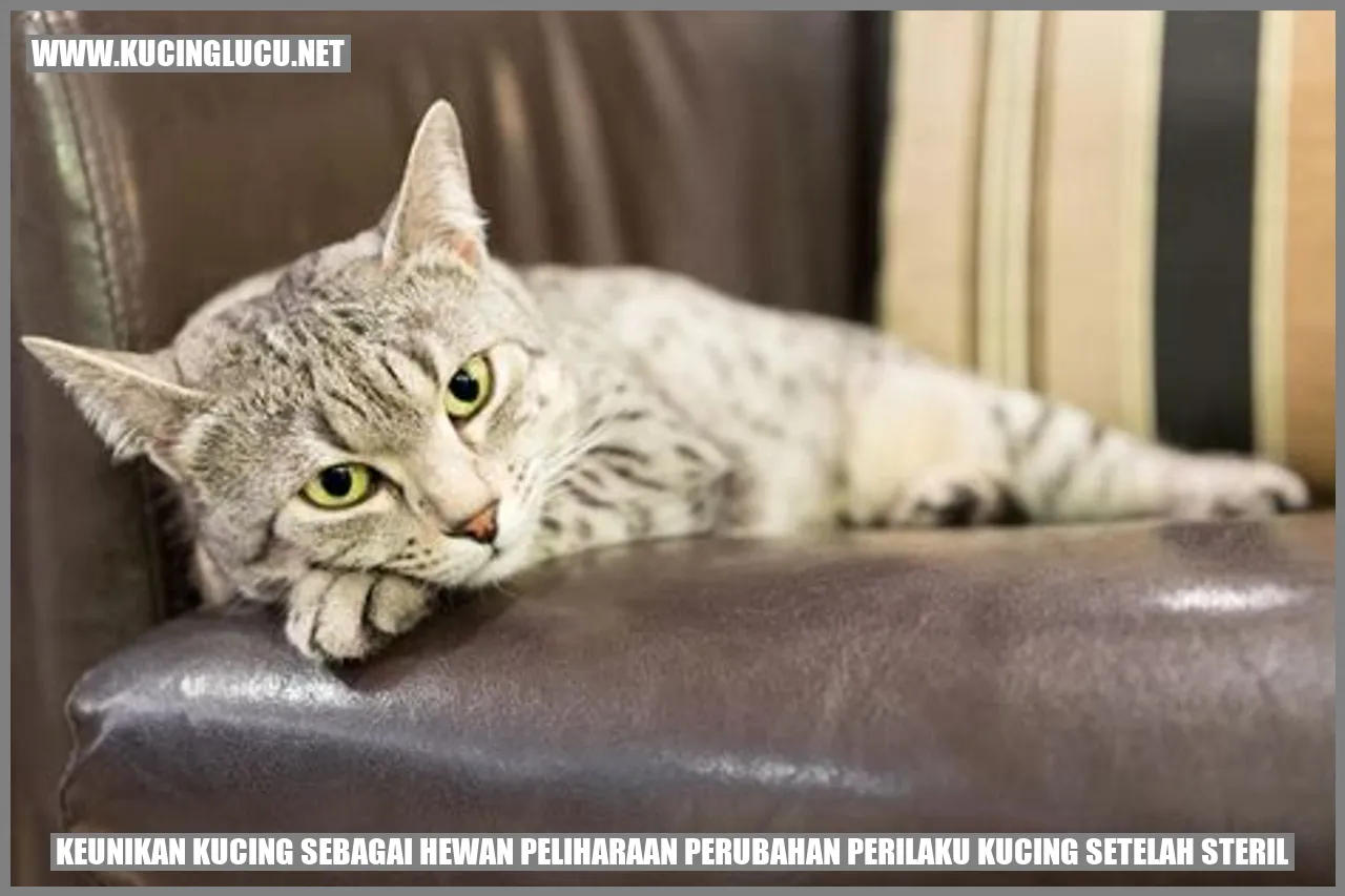Perubahan Perilaku Kucing setelah Steril
