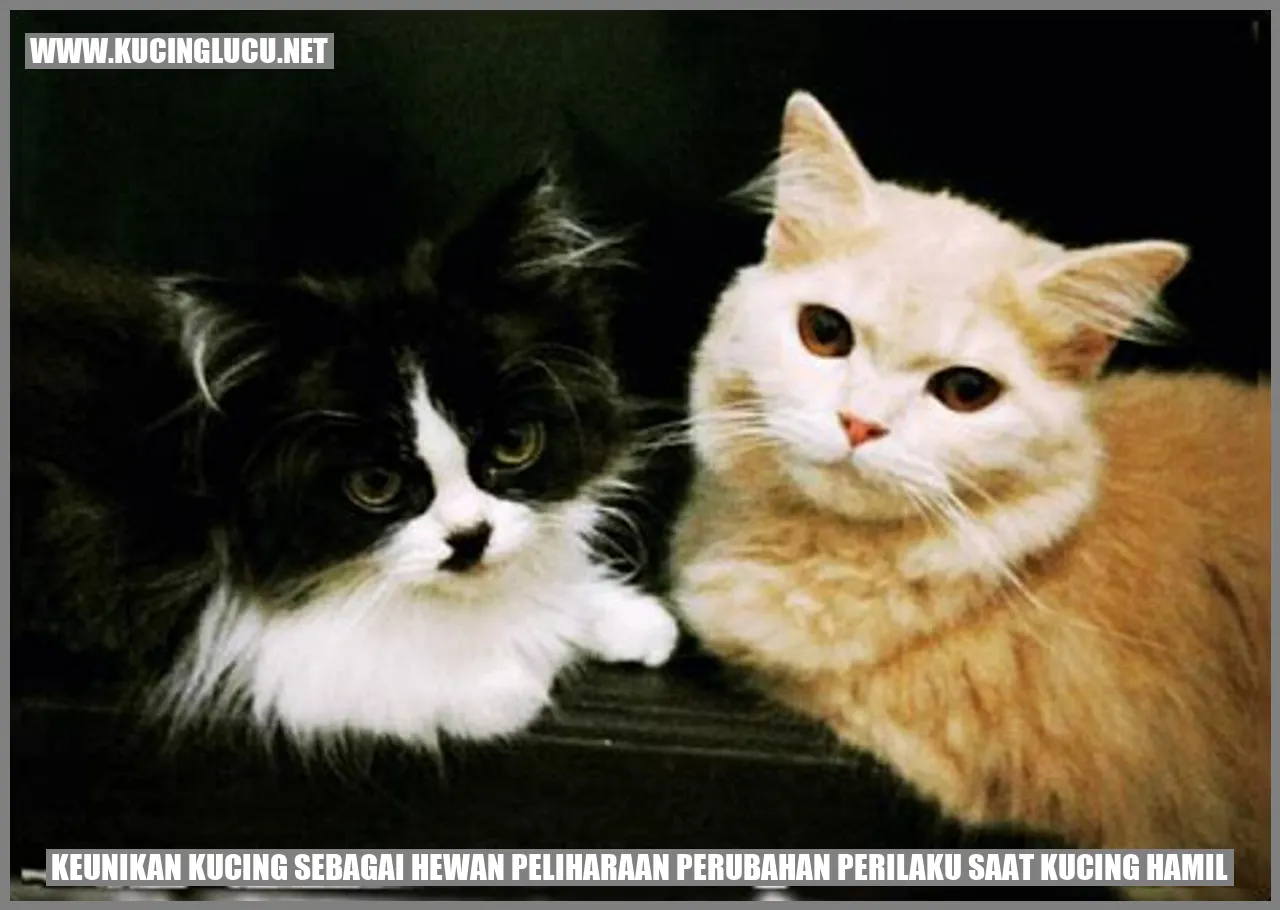Kucing hamil