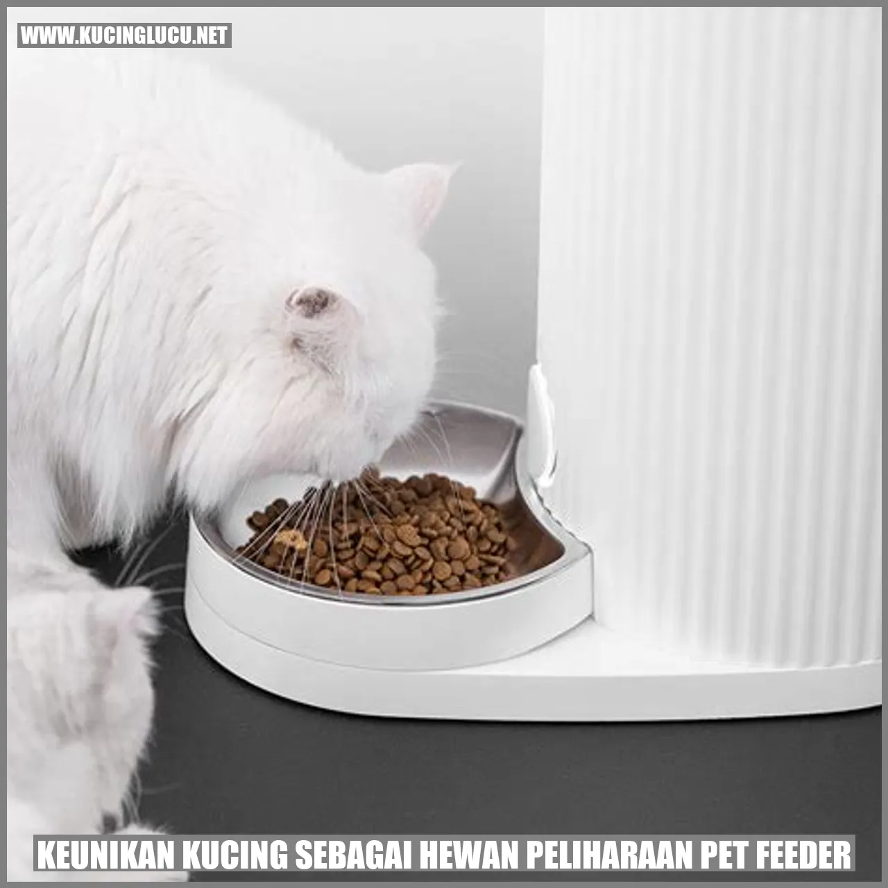 keunikan kucing