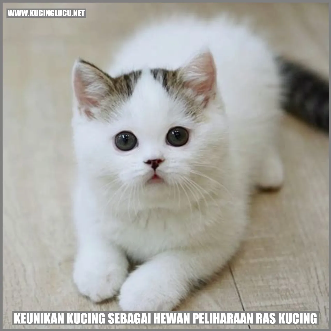 Keunikan Kucing sebagai Hewan Peliharaan Ras Kucing