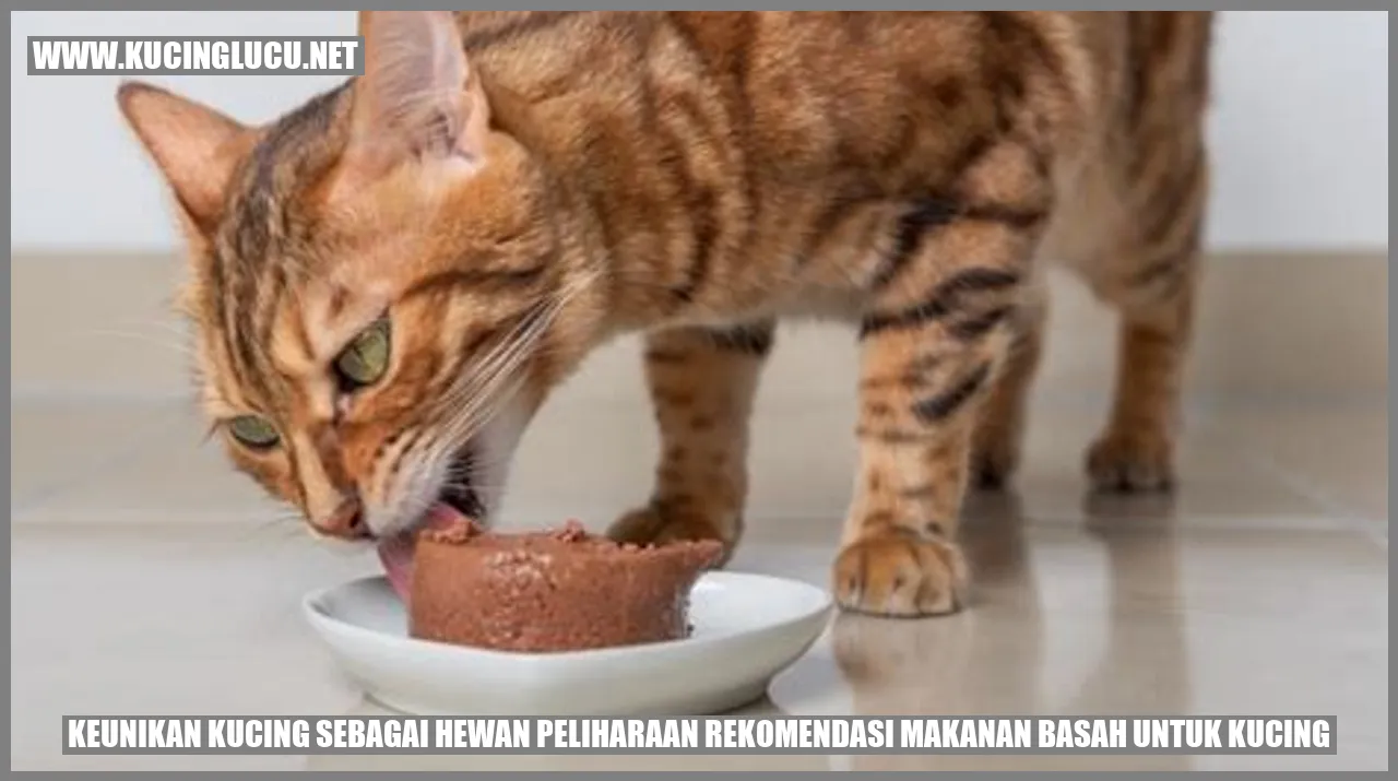 Keistimewaan Kucing sebagai Hewan Peliharaan dan Rekomendasi Makanan Basah untuk Kucing