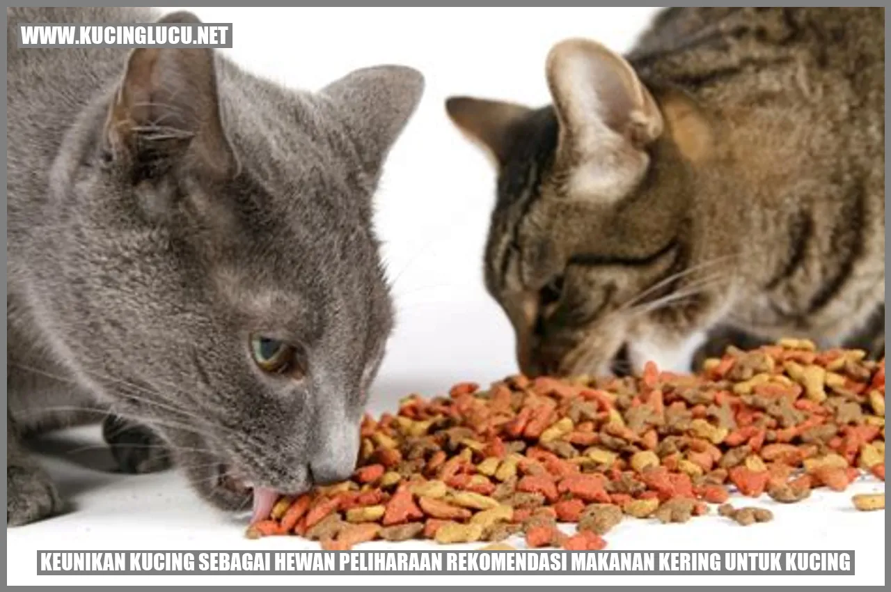 Keunikan Kucing sebagai Hewan Peliharaan dan Rekomendasi Makanan Kering