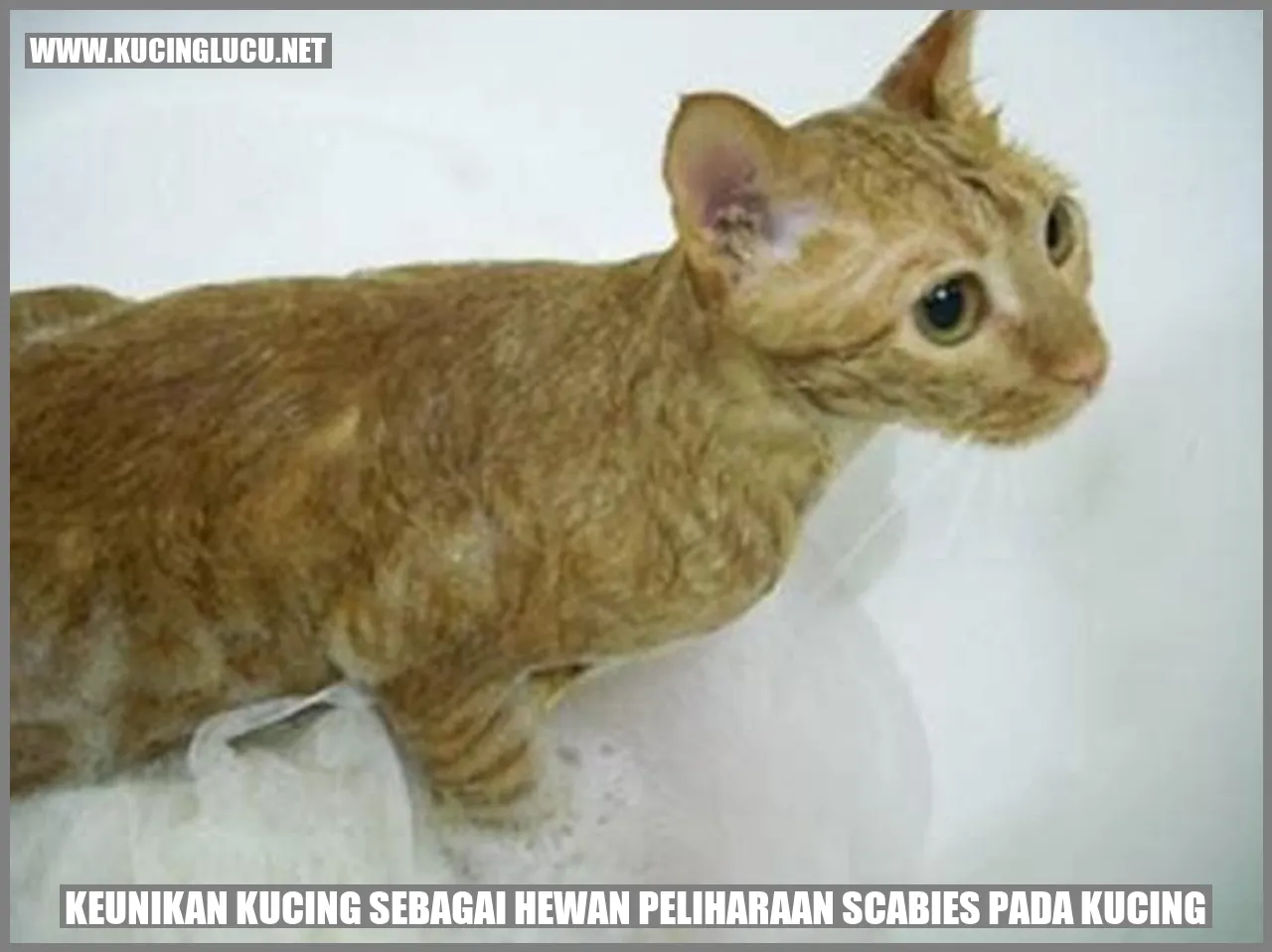 Keunikan Kucing sebagai Hewan Peliharaan scabies pada kucing
