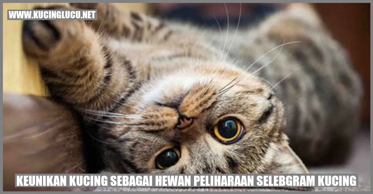 Keunikan Kucing sebagai Hewan Peliharaan selebgram kucing