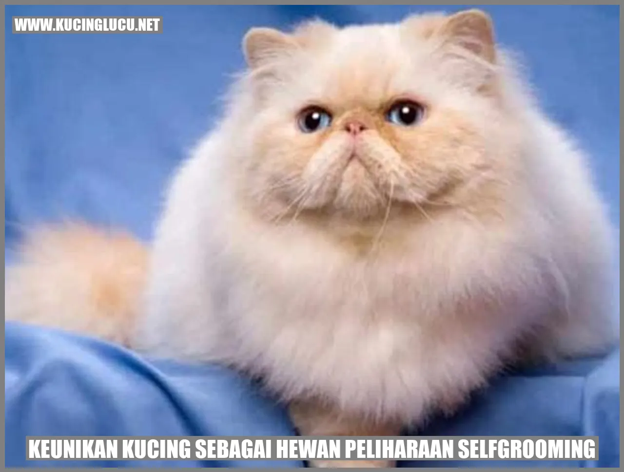 Keunikan Kucing sebagai Hewan Peliharaan selfgrooming
