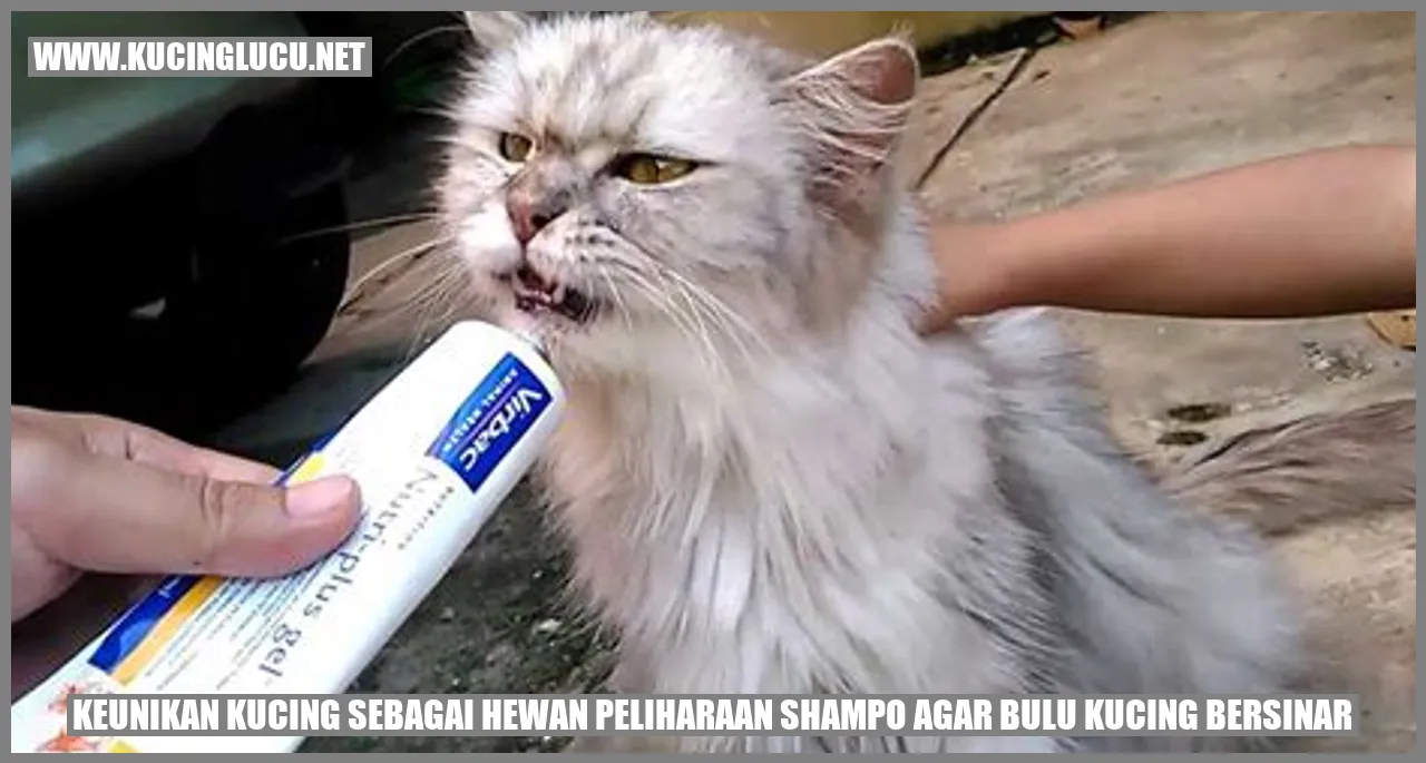 Ilustrasi Kucing dengan Bulu yang Berkilau