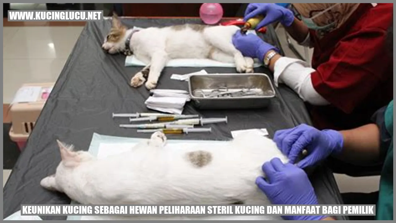 Keunikan Kucing sebagai Hewan Peliharaan
