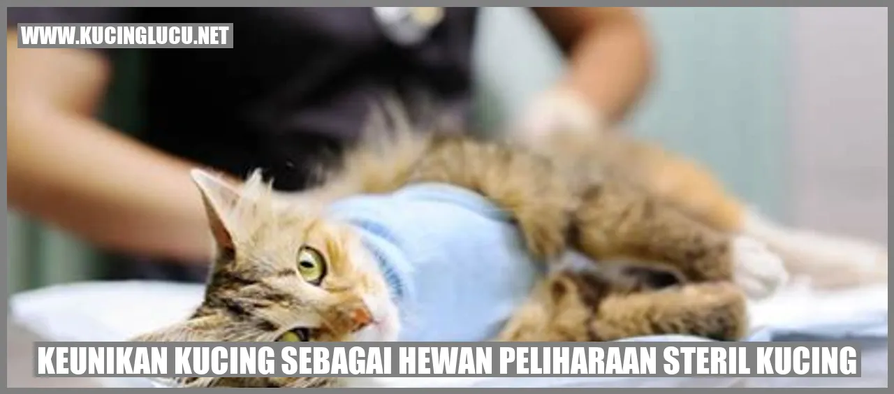 Keistimewaan Kucing sebagai Hewan Peliharaan
