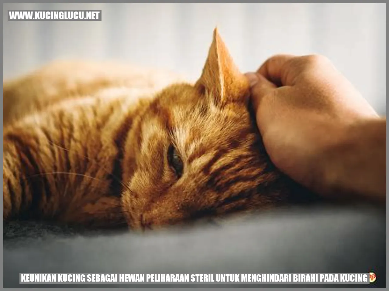 Keistimewaan Kucing sebagai Hewan Peliharaan Steril untuk Mencegah Birahi pada Kucing