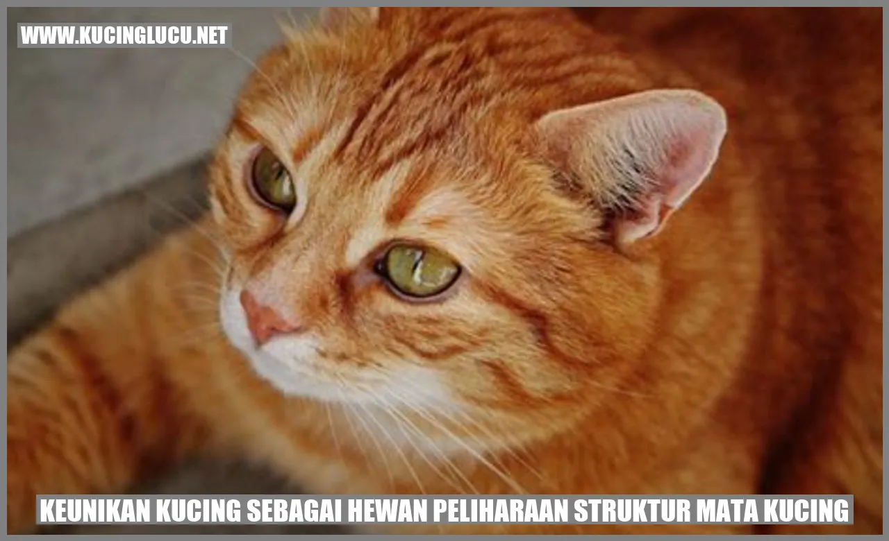 Keunikan Kucing sebagai Hewan Peliharaan struktur mata kucing