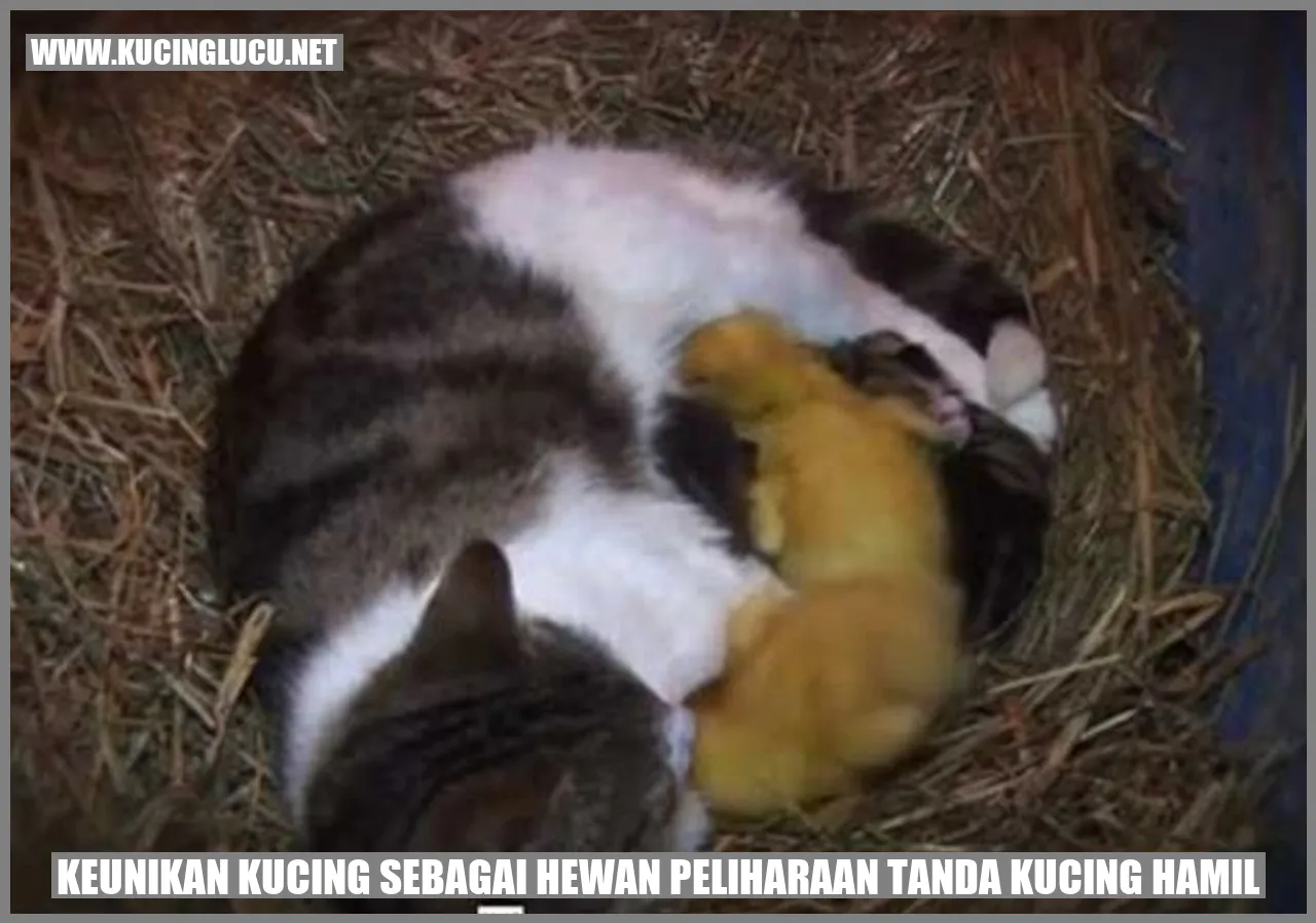 Kucing Hamil