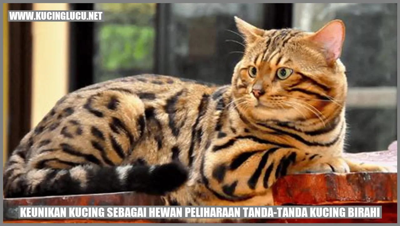 Kucing lucu