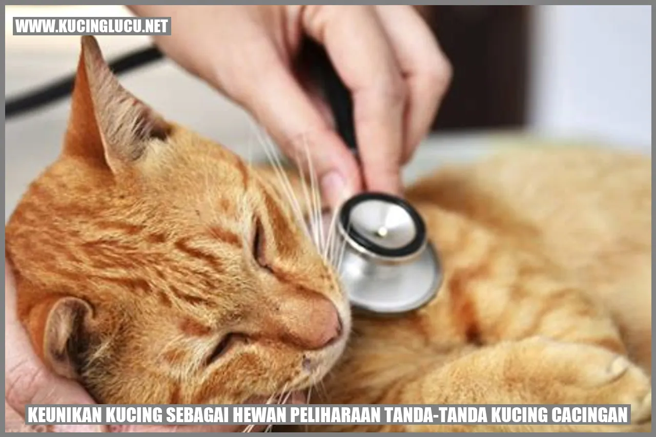 Keunikan Kucing sebagai Hewan Peliharaan
