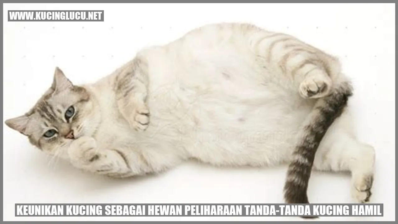 Tanda-Tanda Kucing Hamil