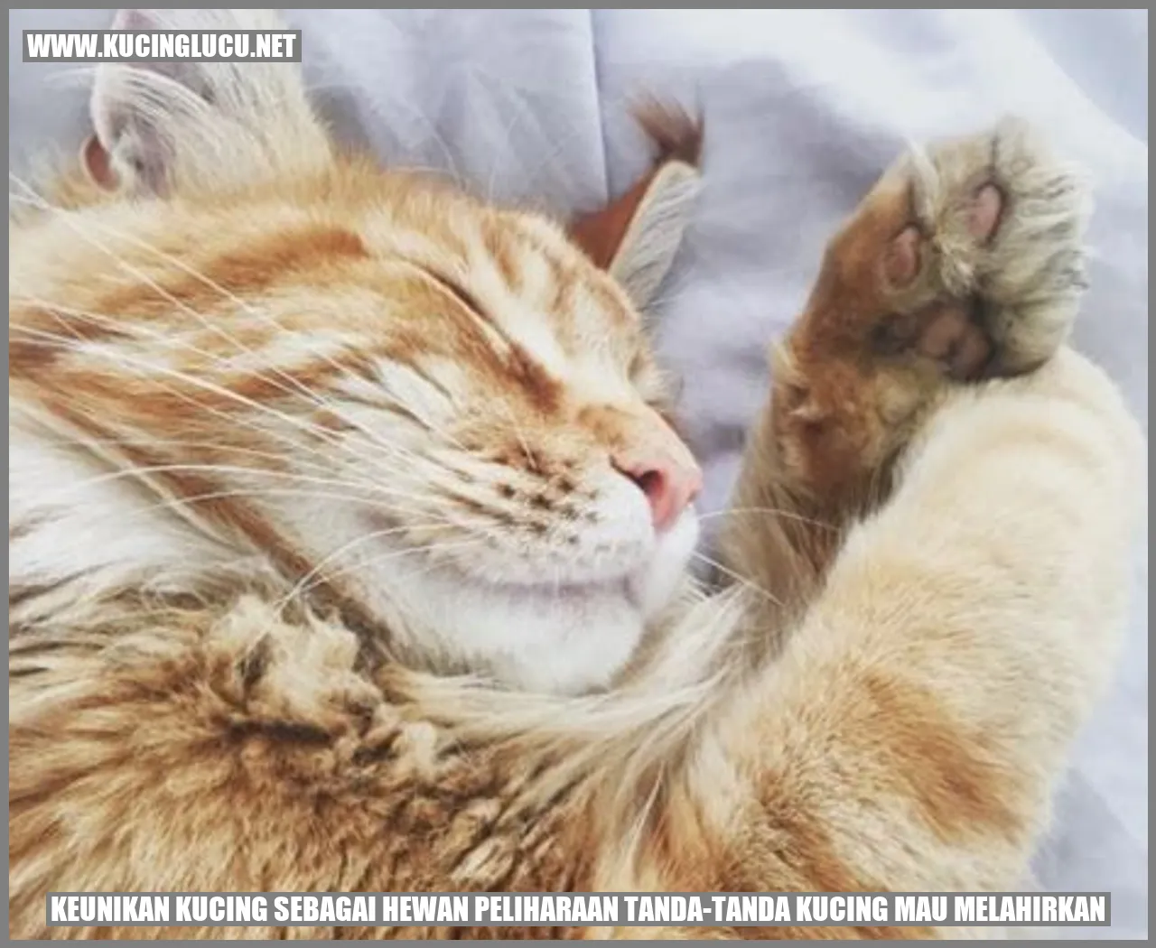 Kucing melahirkan
