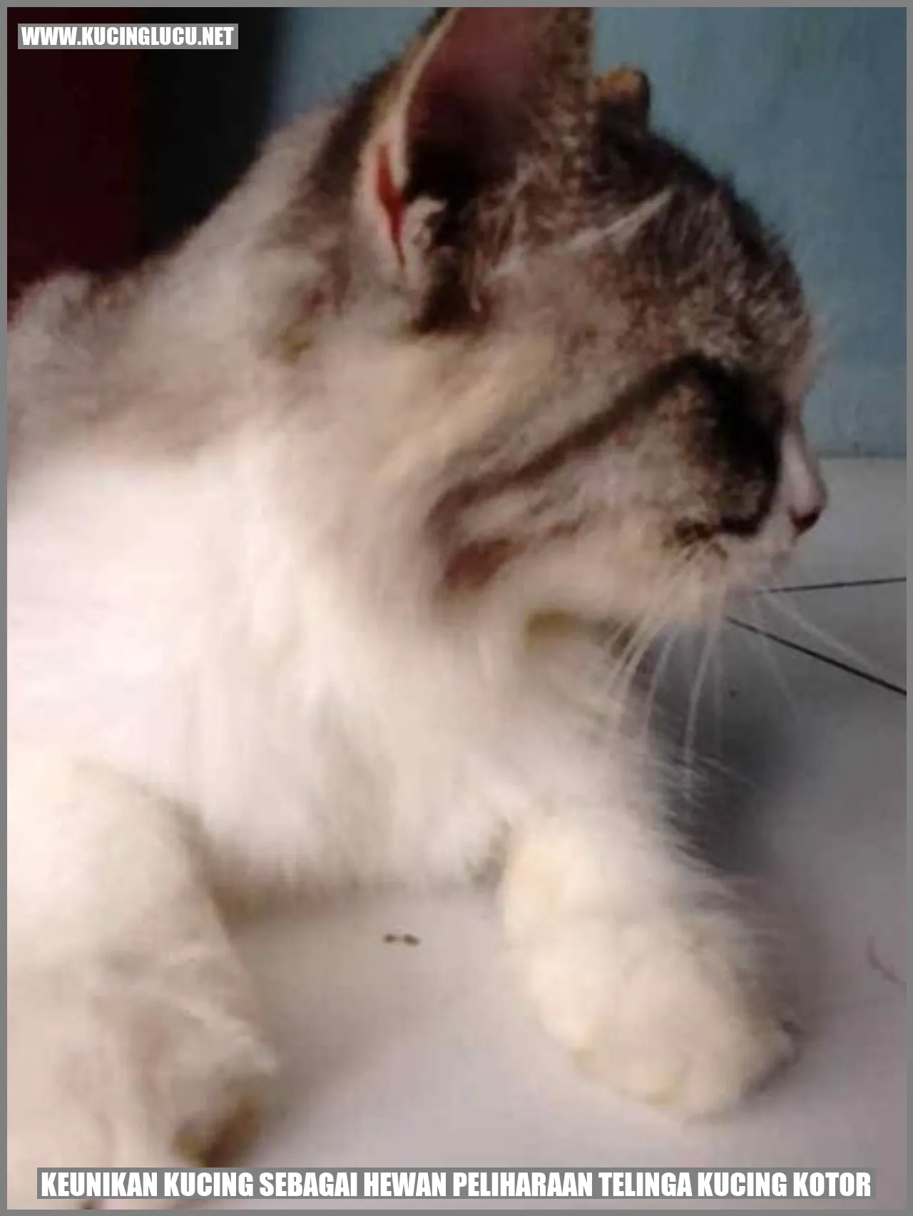 Kucing Lucu