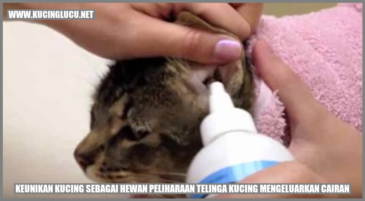 Kucing yang menggemaskan