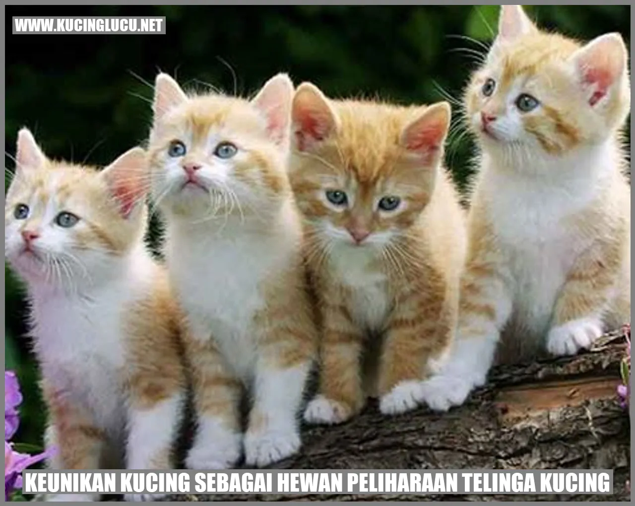 Keunikan Kucing sebagai Hewan Peliharaan telinga kucing