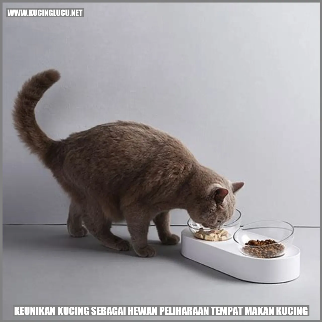 kucing