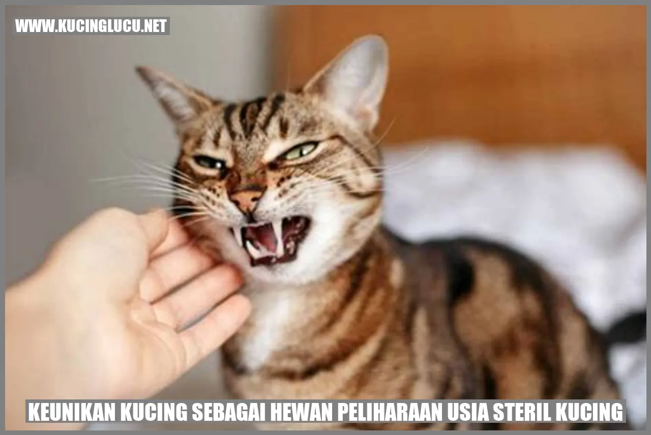 Gambar Kucing yang Memikat
