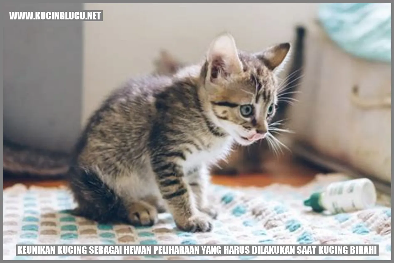 Kucing birahi