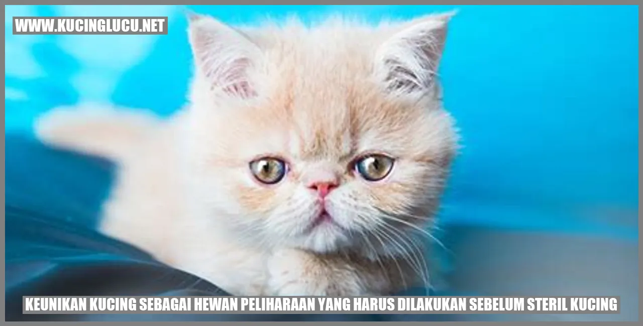 Keunikan Kucing sebagai Hewan Peliharaan yang harus dilakukan sebelum steril kucing