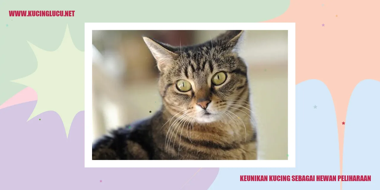 Kucing Lucu