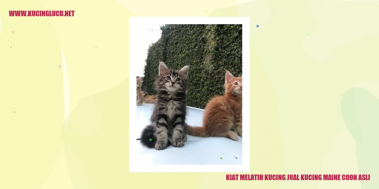 Kucing Maine Coon Tulen