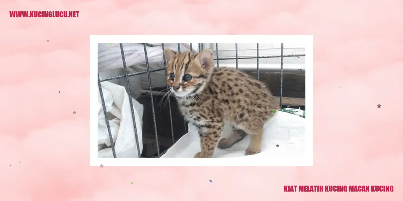 Kucing macan kucing