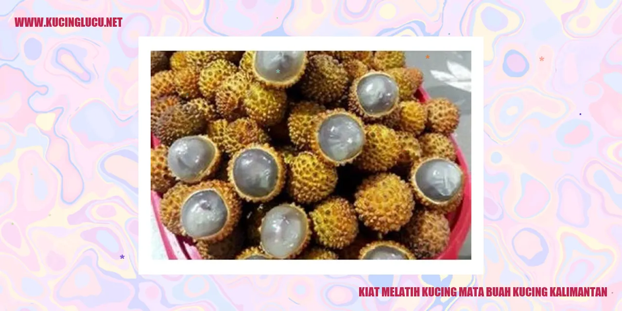 Kucing mata buah Kucing Kalimantan